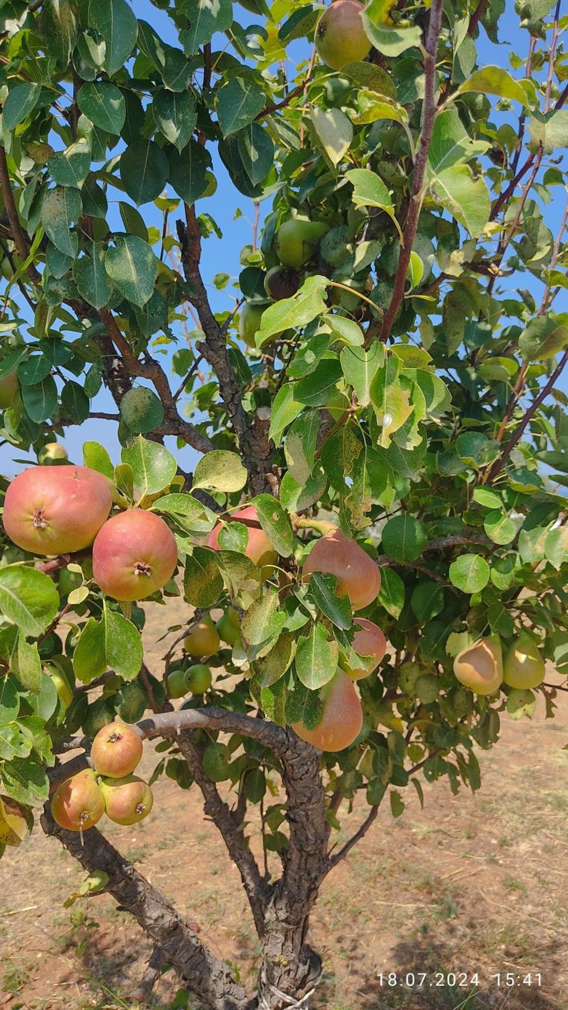 Kallithea Eco-village *